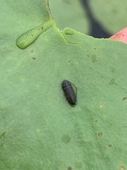 Galerucella nymphaeae