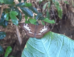 Tanaecia pelea