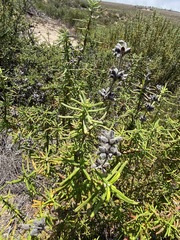 Salvia brandegeei