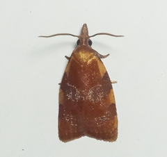 Cenopis diluticostana