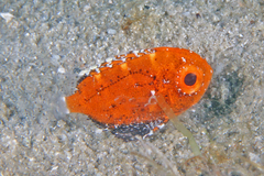 Short Bigeye photo 4