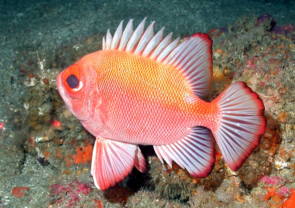 Short Bigeye