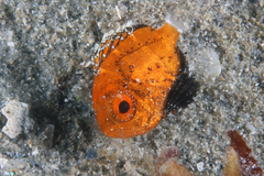 Short Bigeye photo 3