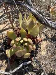 Dudleya ingens