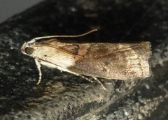 Acrobasis palliolella
