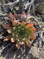 Dudleya ingens
