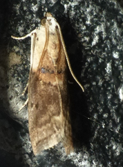 Acrobasis palliolella