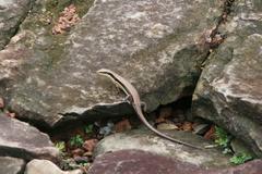 Eutropis longicaudata