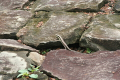 Eutropis longicaudata