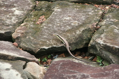 Eutropis longicaudata