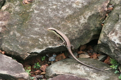 Eutropis longicaudata