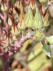 Dudleya ingens