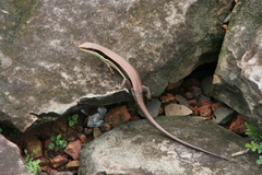 Eutropis longicaudata