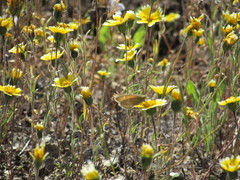 Layia platyglossa