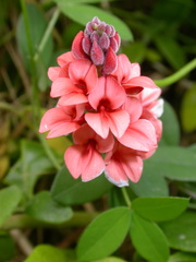 Indigofera sinusalgoae