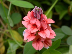 Indigofera sinusalgoae