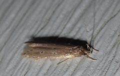 Varneria postremella