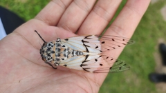 Ayuthia spectabile