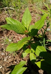 Impatiens glandulifera