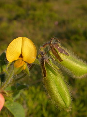 Crotalaria obscura