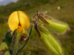 Crotalaria obscura