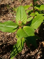 Impatiens glandulifera