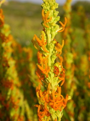 Manulea obovata