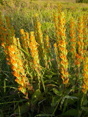 Manulea obovata