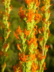 Manulea obovata