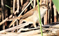 Acrocephalus gracilirostris gracilirostris