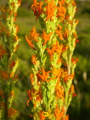 Manulea obovata