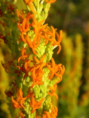 Manulea obovata