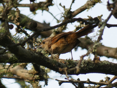 Phacellodomus sibilatrix