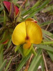 Crotalaria obscura