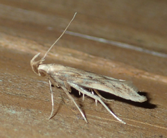 Metzneria lappella