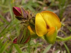 Crotalaria obscura