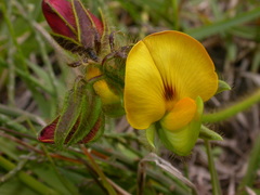Crotalaria obscura
