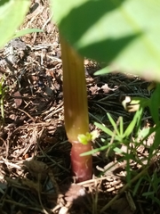 Impatiens glandulifera