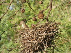 Phacellodomus sibilatrix