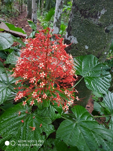 Clerodendrum paniculatum