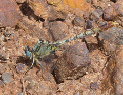 Arigomphus lentulus