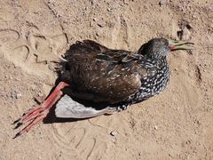 Pardirallus maculatus