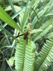 Vitacea polistiformis