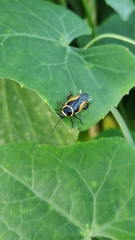 Hemithyrsocera vittata