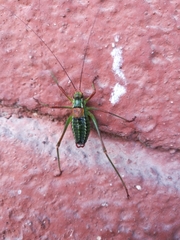 Barbitistes constrictus