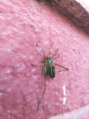 Barbitistes constrictus