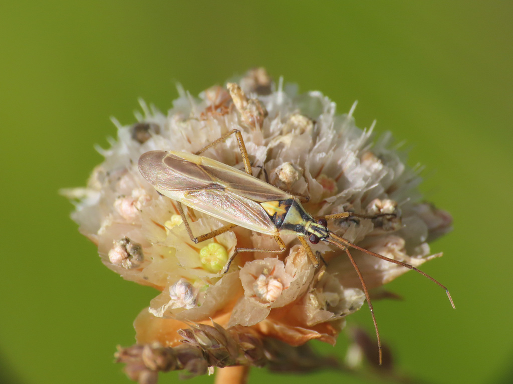 red meadow plant bug