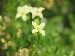 Galium magellense