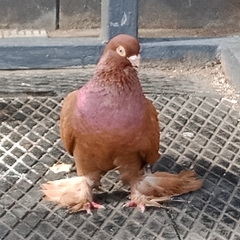 Columba livia domestica