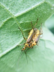 Chauliognathus sticticus